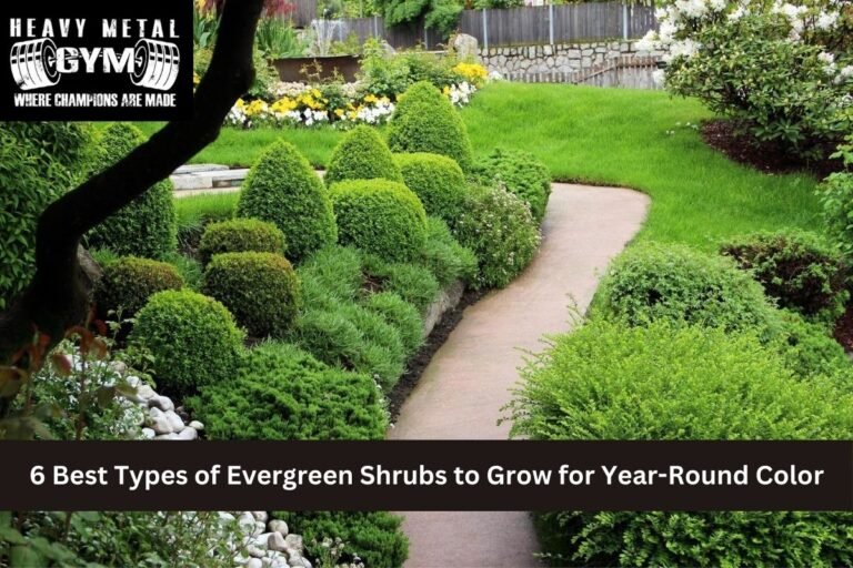 6 Best Types of Evergreen Shrubs to Grow for Year-Round Color