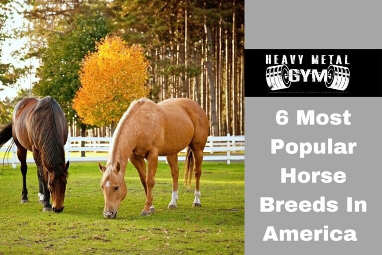 6 Most Popular Horse Breeds In America