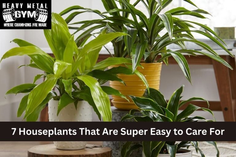 7 Houseplants That Are Super Easy to Care For