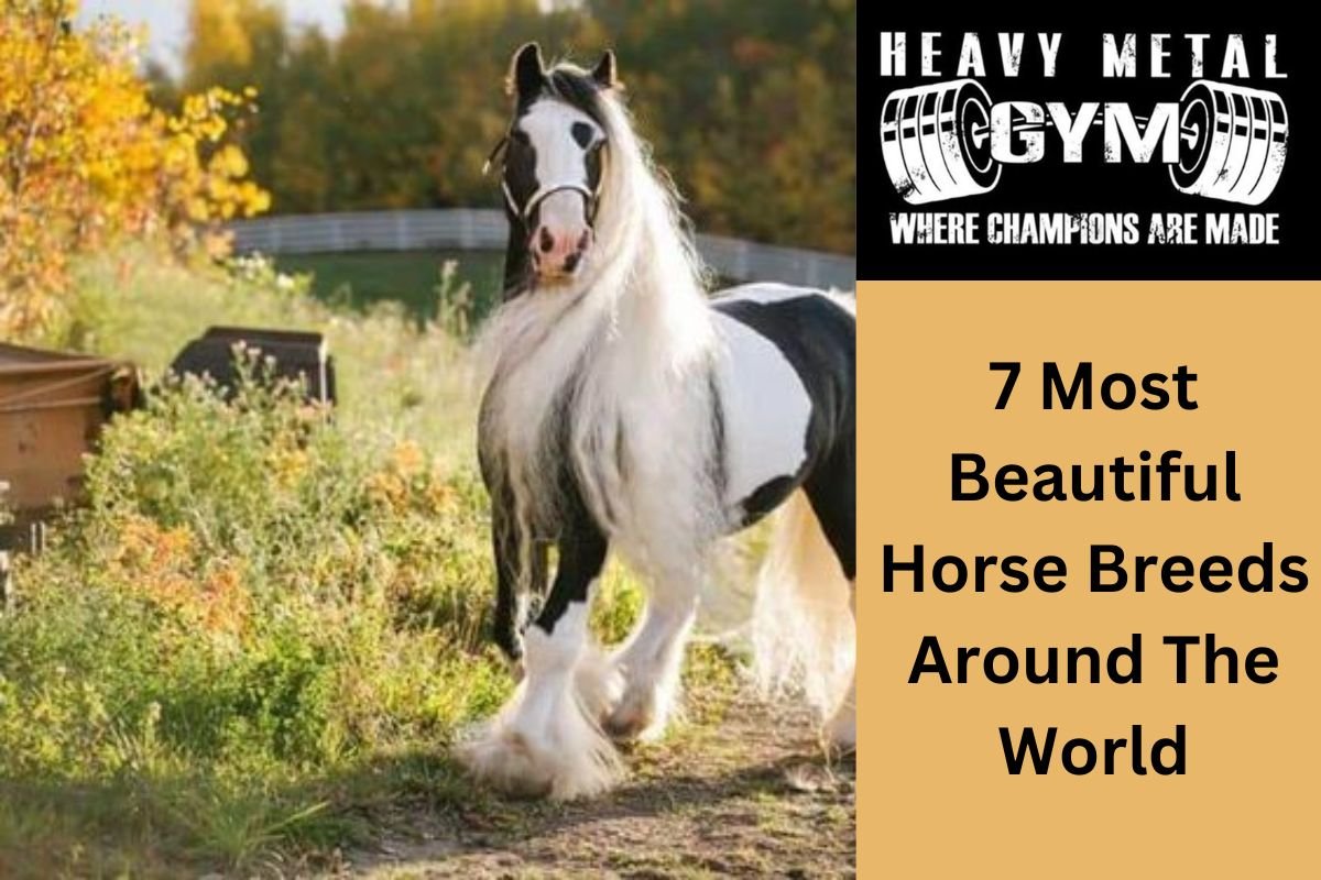7 Most Beautiful Horse Breeds Around The World