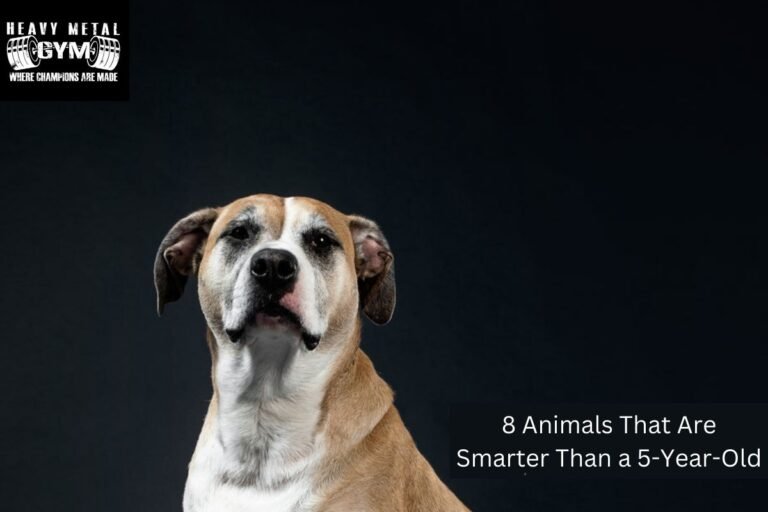 8 Animals That Are Smarter Than a 5-Year-Old