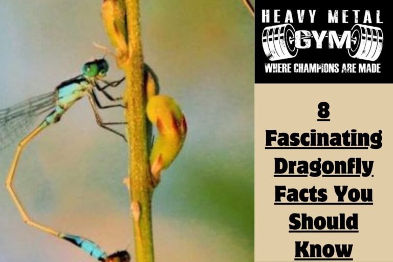 8 Fascinating Dragonfly Facts You Should Know