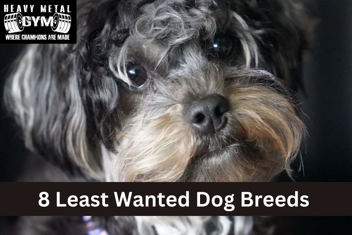 8 Least Wanted Dog Breeds