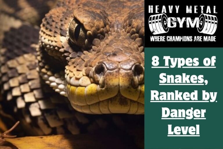 8 Types of Snakes, Ranked by Danger Level