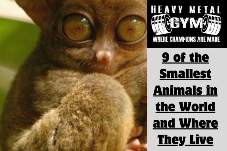 9 of the Smallest Animals in the World and Where They Live