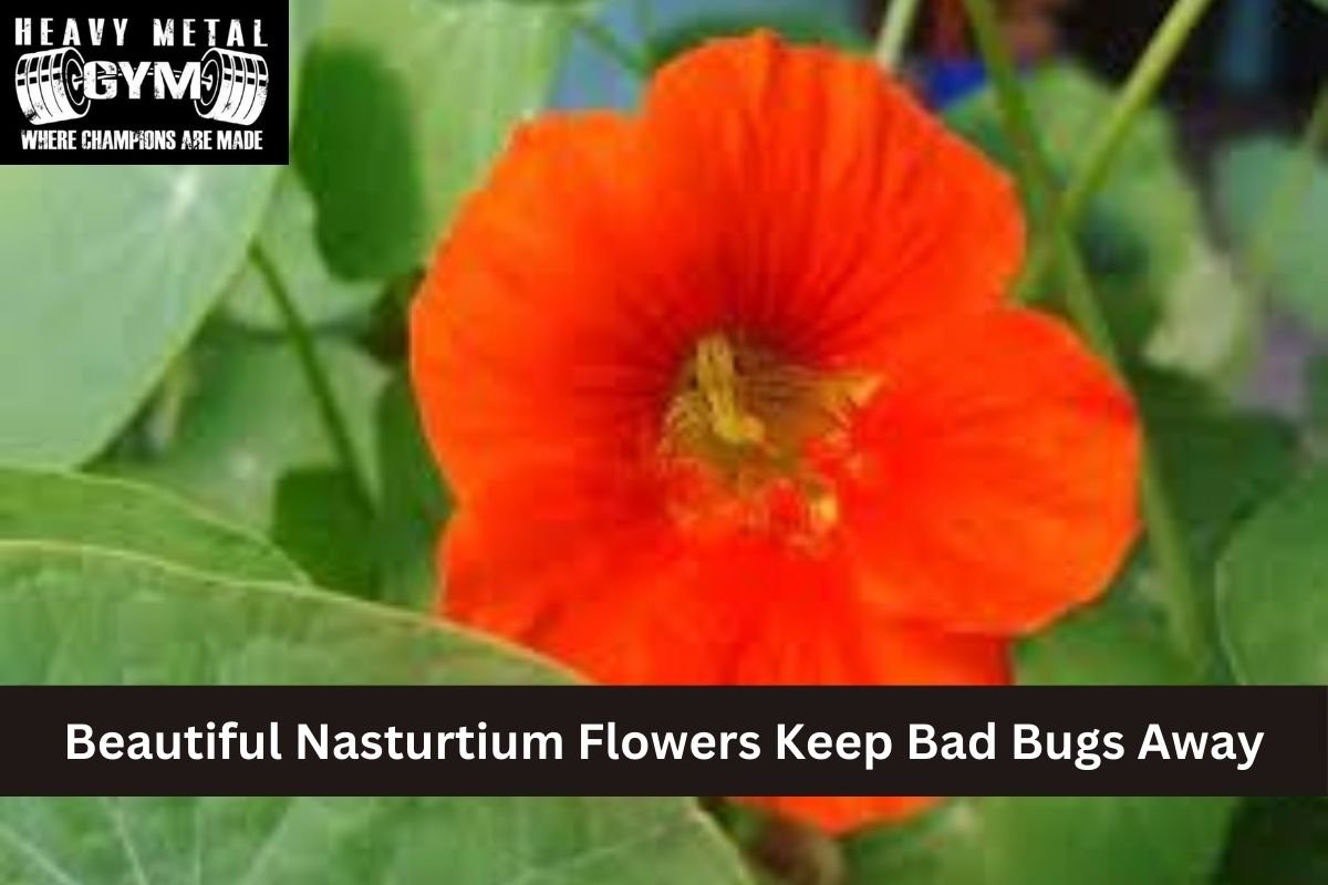 Beautiful Nasturtium Flowers Keep Bad Bugs Away
