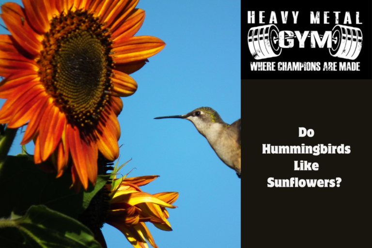 Do Hummingbirds Like Sunflowers 