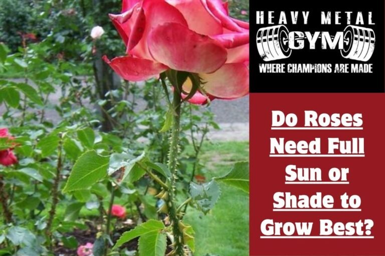 Do Roses Need Full Sun or Shade to Grow Best