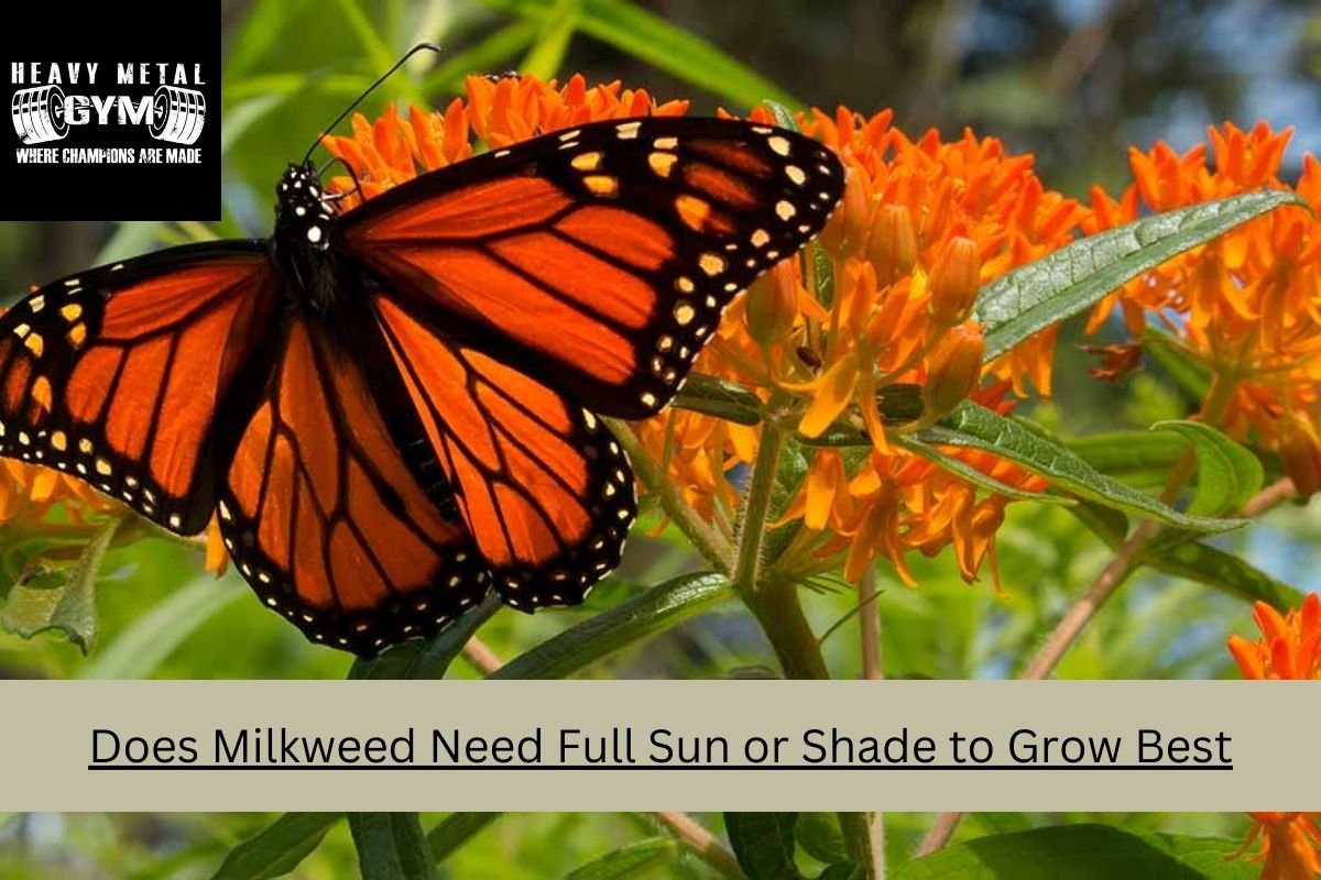 Does Milkweed Need Full Sun or Shade to Grow Best
