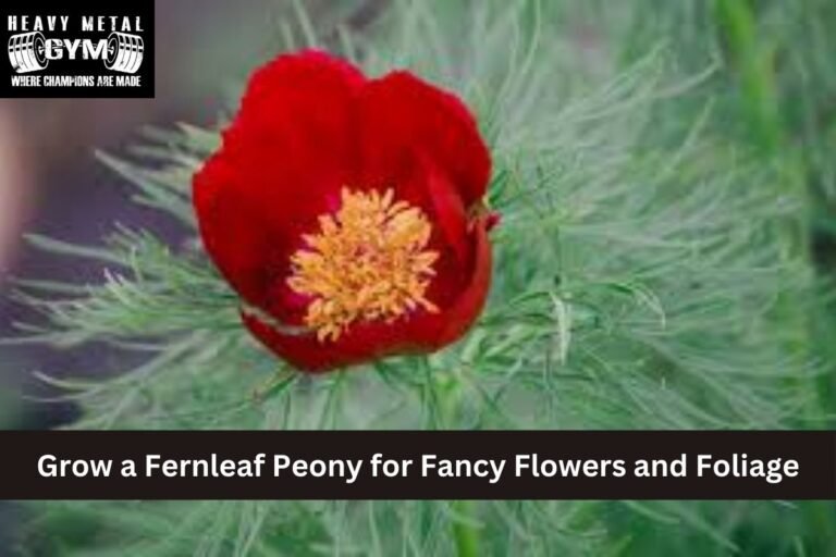 Grow a Fernleaf Peony for Fancy Flowers and Foliage