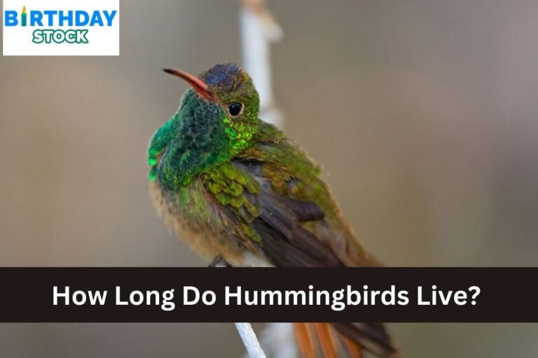 How Long Do Hummingbirds Live?