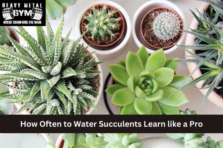 How Often to Water Succulents Learn like a Pro