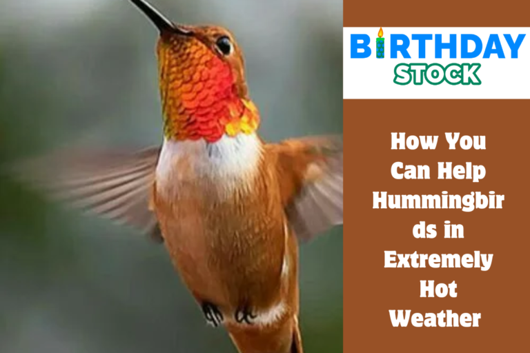 How You Can Help Hummingbirds in Extremely Hot Weather 
