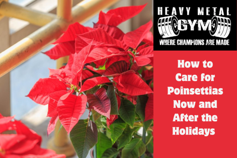 How to Care for Poinsettias Now and After the Holidays 