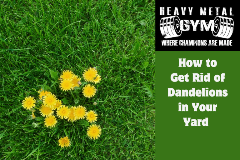 How to Get Rid of Dandelions in Your Yard 