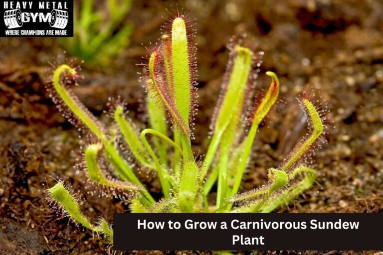 How to Grow a Carnivorous Sundew Plant