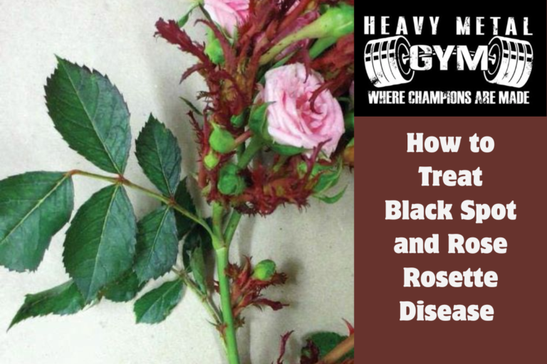 How to Treat Black Spot and Rose Rosette Disease 