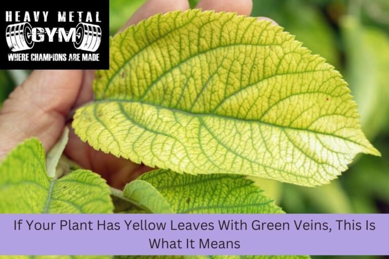 If Your Plant Has Yellow Leaves With Green Veins, This Is What It Means
