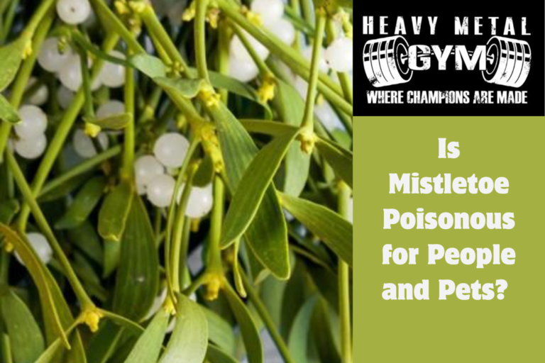 Is Mistletoe Poisonous for People and Pets 