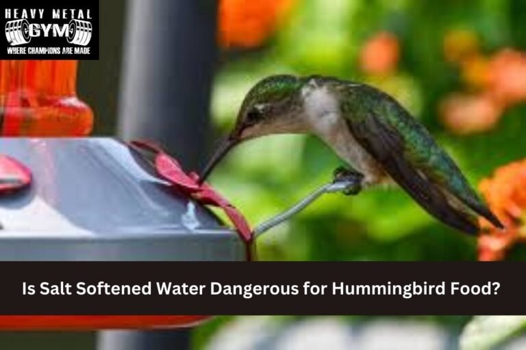 Top 6 Colorful Hummingbird Flowers to Grow