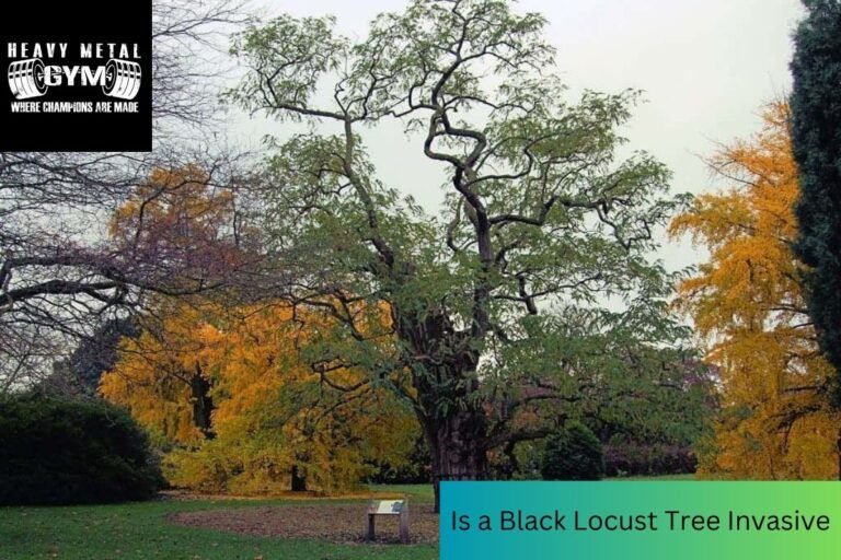 Is a Black Locust Tree Invasive