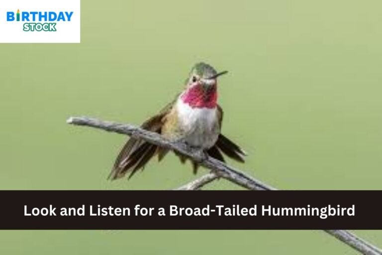 Look and Listen for a Broad-Tailed Hummingbird
