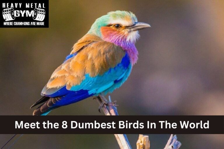 Meet the 8 Dumbest Birds In The World
