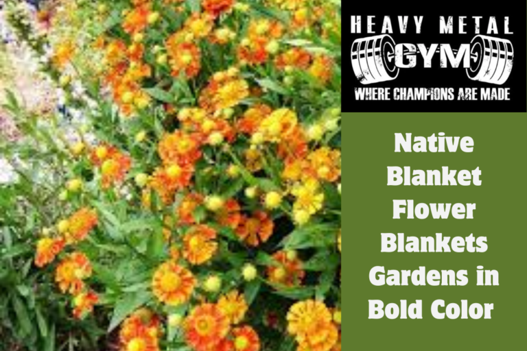 Native Blanket Flower Blankets Gardens in Bold Color 