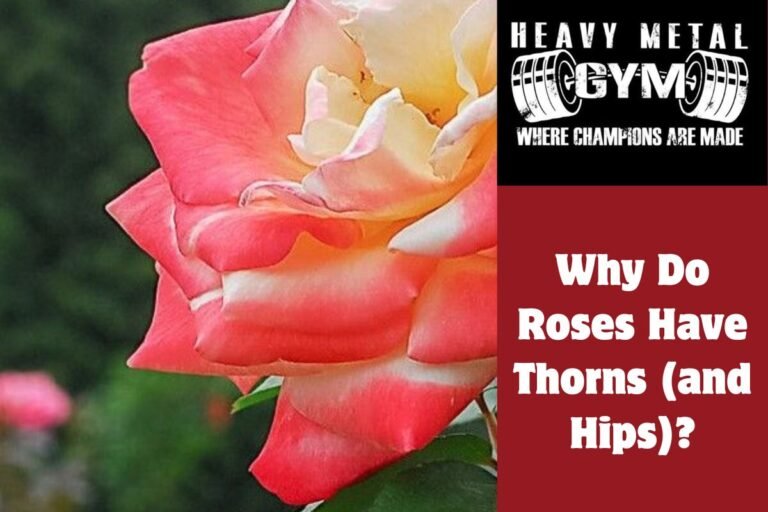 Why Do Roses Have Thorns (and Hips)?