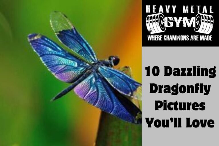 10 Dazzling Dragonfly Pictures You’ll Love