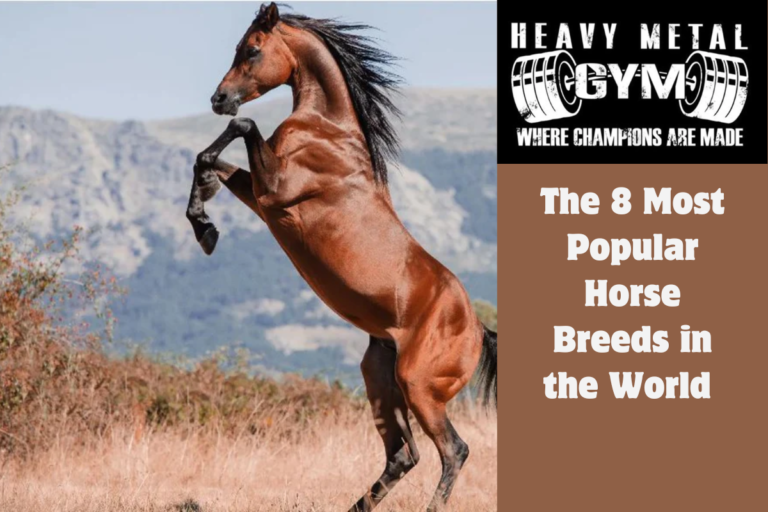 The 8 Most Popular Horse Breeds in the World 