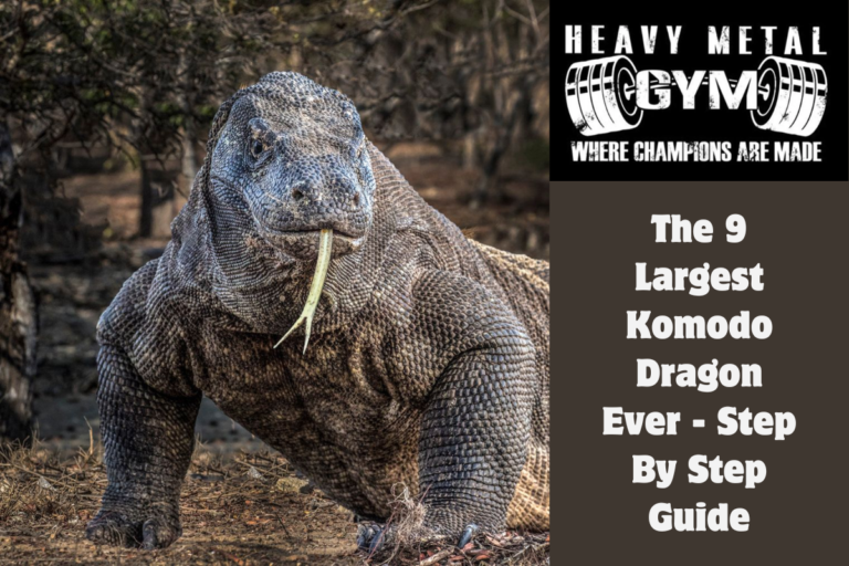 The 9 Largest Komodo Dragon Ever - Step By Step Guide