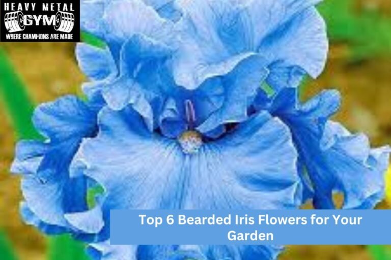 Top 6 Bearded Iris Flowers for Your Garden