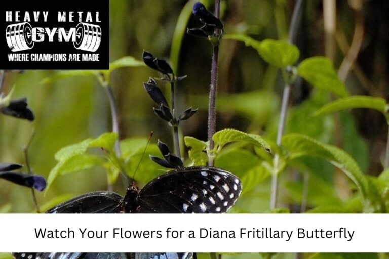 Watch Your Flowers for a Diana Fritillary Butterfly
