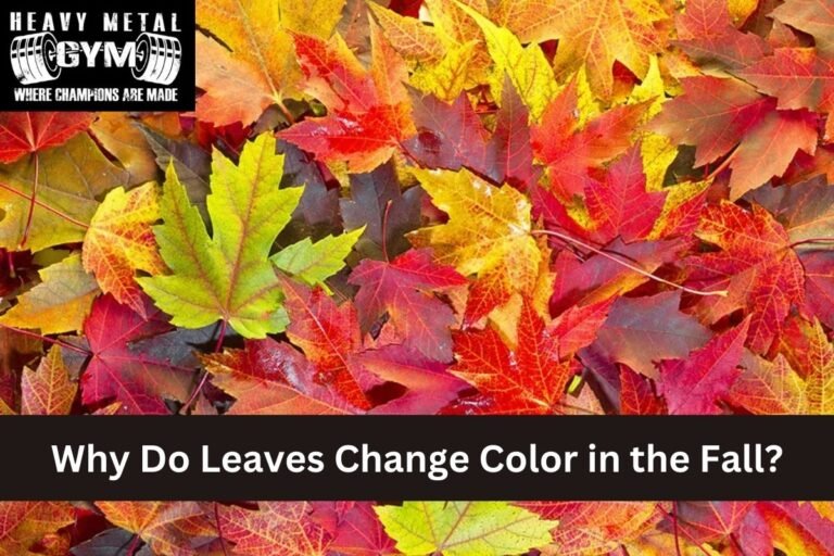 Why Do Leaves Change Color in the Fall?