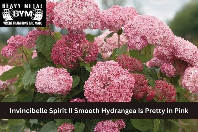 Invincibelle Spirit II Smooth Hydrangea Is Pretty in Pink